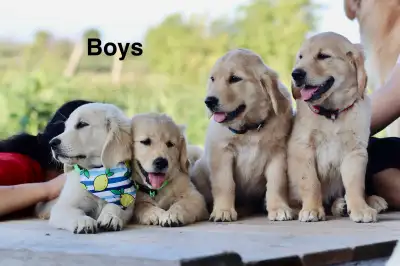 purebred golden retriever puppies, View more