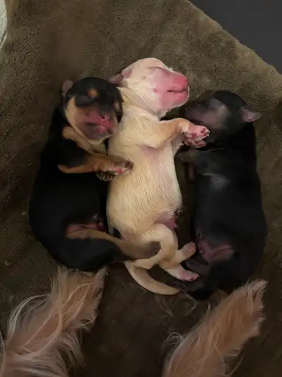 Toy Morkies - 3 male, View more