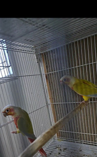 Suncheek conure