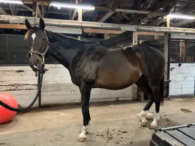 Thoroughbred mare, View more