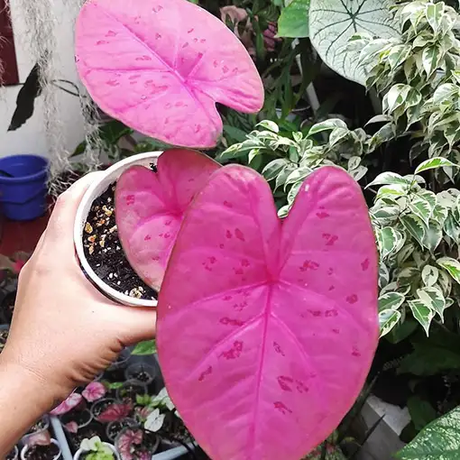 Bag of 10-12 caladium62864746044418122