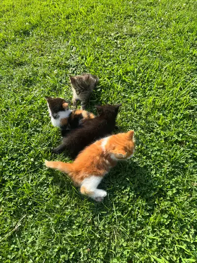 Kittens for sale, View more
