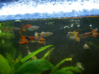 SELLING aquarium inhabitants (Mosaic guppies)