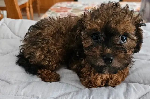 SHIHPOO PUPPIES    3 FEMALES LEFT in Dogs & Puppies for Rehoming in Barrie - Image 10