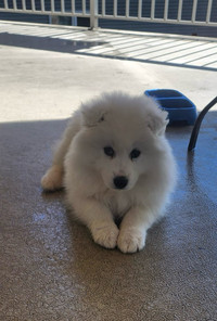 Samoyed puppie for sale in Kelowna 