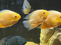Severums golden red spotted