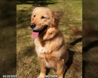 Purebred Golden Retriever puppies are available on July 21st! We are overjoyed to report that on Jun...