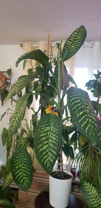 Très belle Plante CANNE DU MUET "(DIEFFENBACHIA). 160 cm, avec p