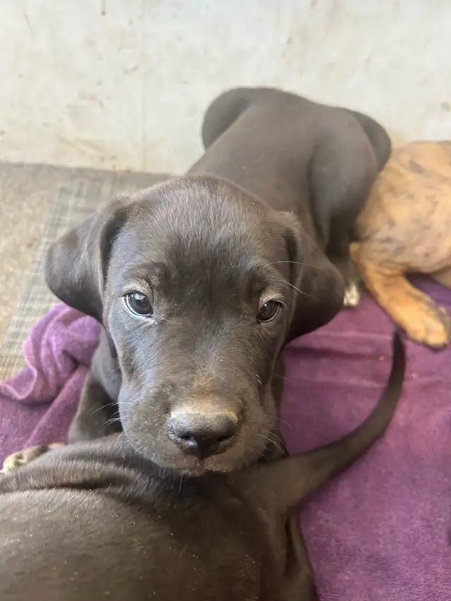 Cane corso/Great Dane puppies ready in 2 weeks with first shots. in Dogs & Puppies for Rehoming in Penticton - Image 8