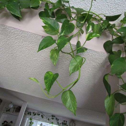 Golden Pothos and Hawaiian flower mix in Other in Calgary - Image 2
