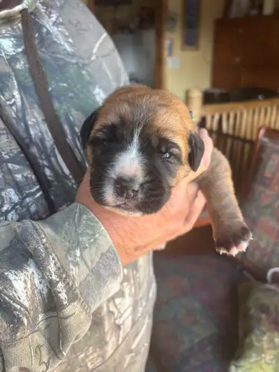 beautiful Saint Bernard/English Mastiff pups, View more