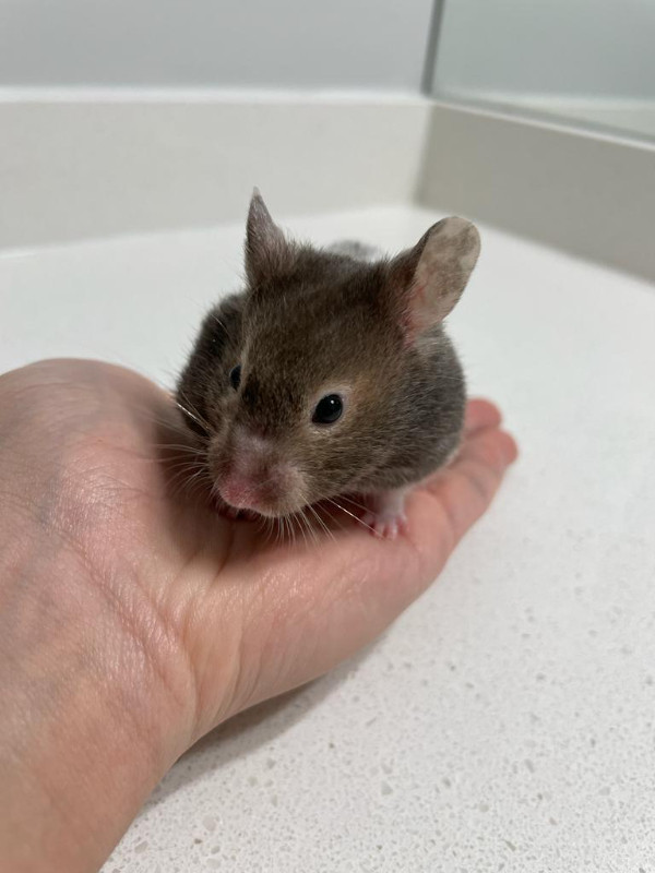 Gray Short-Hair Syrian Hamster for Sale in Small Animals for Rehoming in Markham / York Region - Image 4