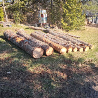 Hemlock Logs For Sale 