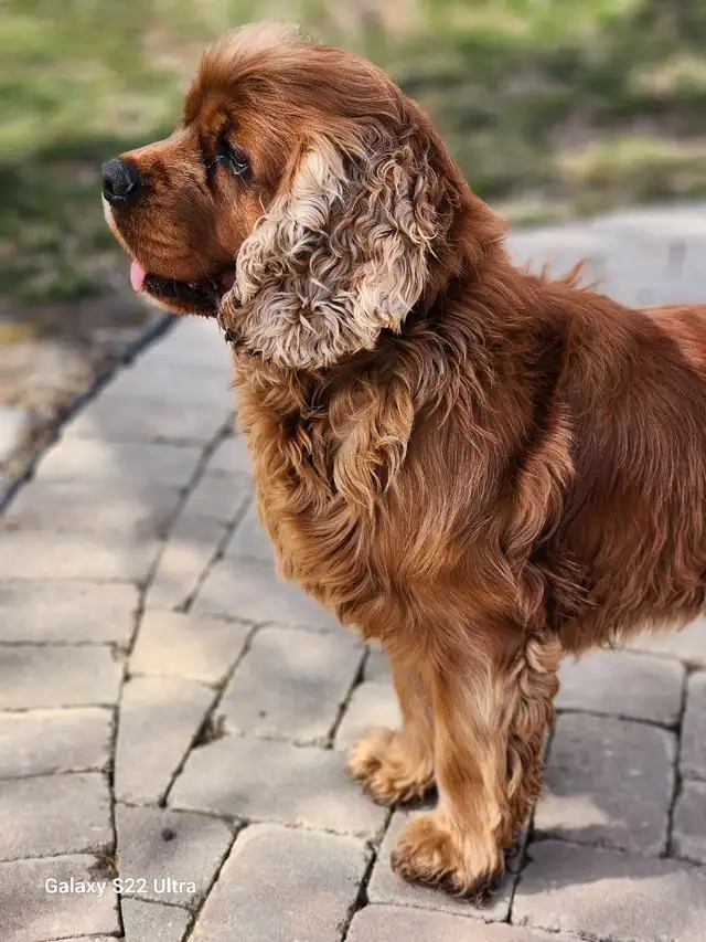 American Cocker Spaniel Puppies SOLD in Dogs & Puppies for Rehoming in St. Catharines - Image 6