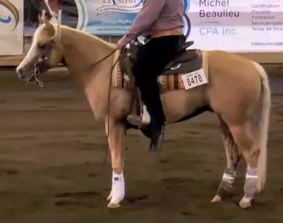 4 SALE 12yr old registered Quarter Horse Palomino gelding. " FINISHED REINING HORSE " EASY TO RIDE &...