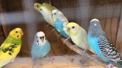 budgies for sale, View more