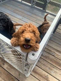 Purebred Red/Black Standard Poodle Pups (Calgary)