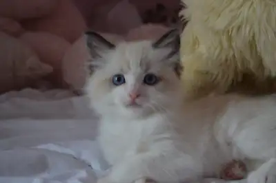 Chatons RAGDOLL pur race enregistré, View more