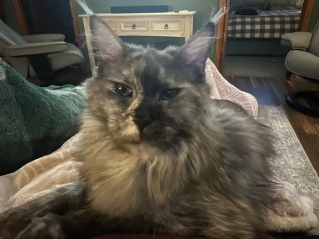 TICA registered Blue female Maine coon