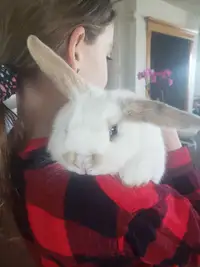 Male Holland Lop