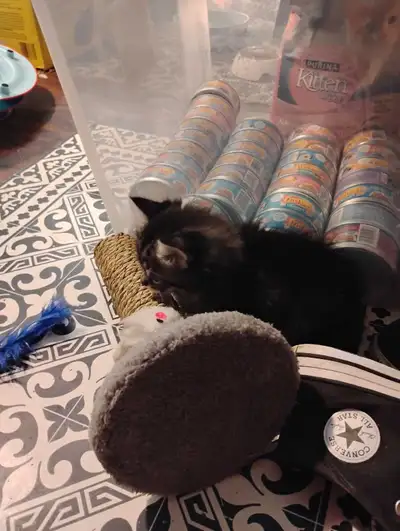 kittens for sale!, View more