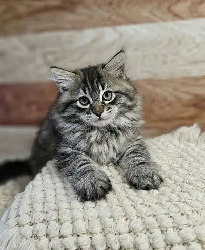 hypoallergenic Siberian kittens , View more