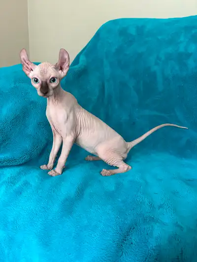 Sphynx et Elf stérilisées prêt à partir, View more