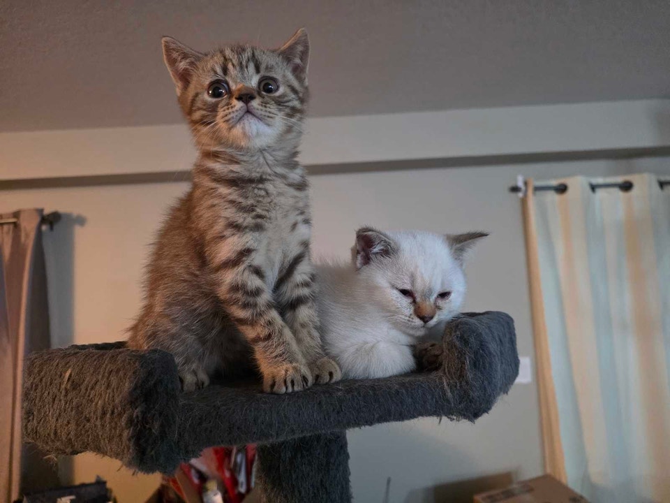 scottish-fold-kittens-cats-kittens-for-rehoming-london-free