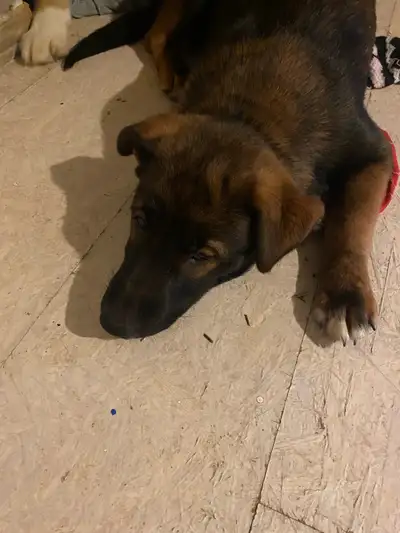 Husky / German Shepherd Mix Puppies – Serious Inquiries Only, View more