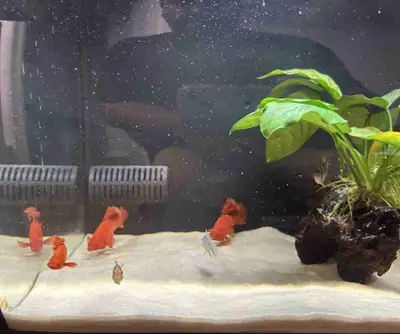 Cauliflower/Fire cracker Swordtail Babies, View more