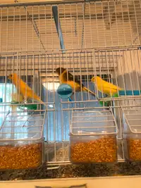 Cage oiseaux