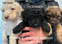 ❤️ Beautiful F1B Mini and Small/medium aussiedoodle pups