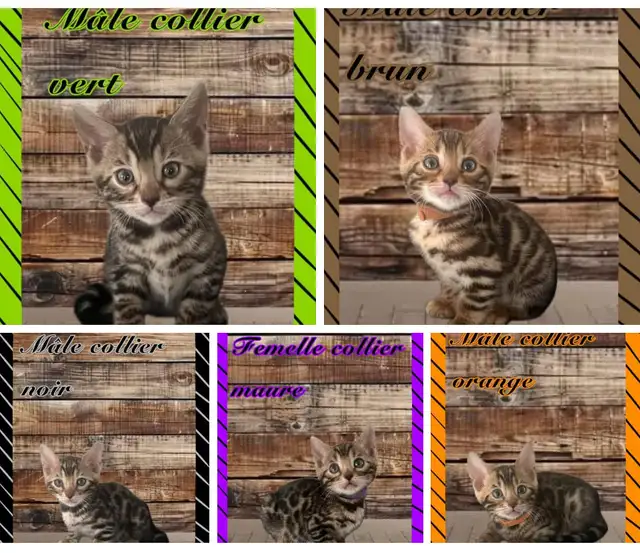 chaton bengal pure race enregistré Tica in Cats & Kittens for Rehoming in Victoriaville - Image 3