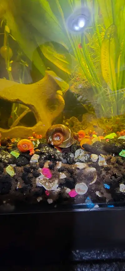 Snails for Sale, View more