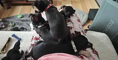 Chiots Chihuahua, View more