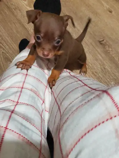 10 week old apple head chihuahua ready to leave November 22d . Will have puppy check and first shots...