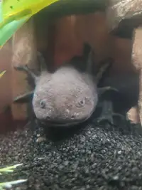 Two Axolotls with Complete Setup