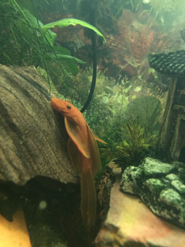 Longfin Red Bristlenose Plecos in Fish for Rehoming in City of Halifax - Image 3