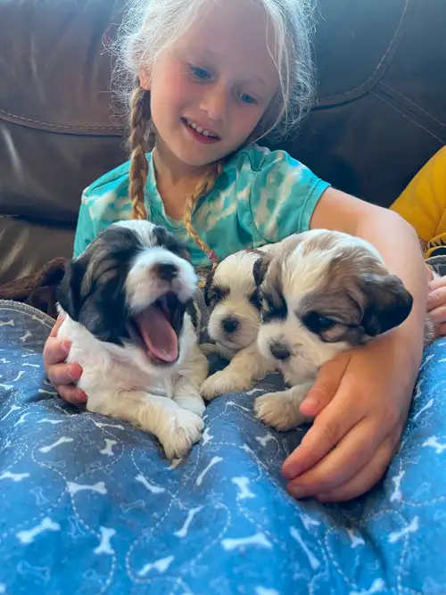 Healthy, Happy, Home-Raised Puppies – Ready for Loving Families! Update : all three females have sol...