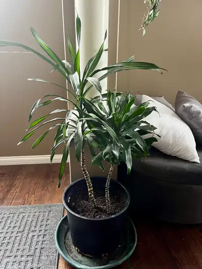 House Plant / 4’ Tall , View more