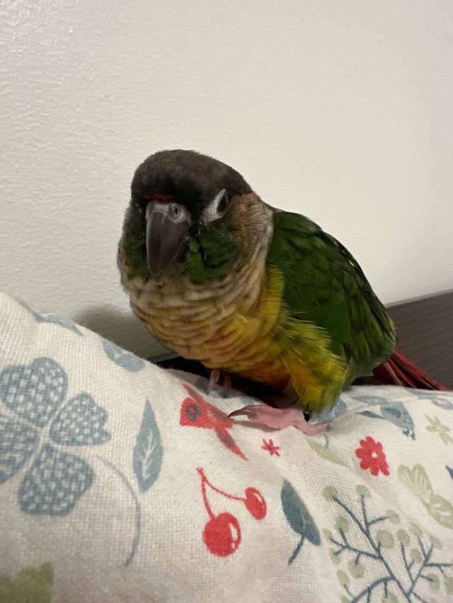 Green cheek conure (Cage included) in Other in City of Toronto - Image 3
