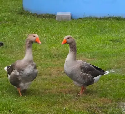 2 Toulouse geese, View more
