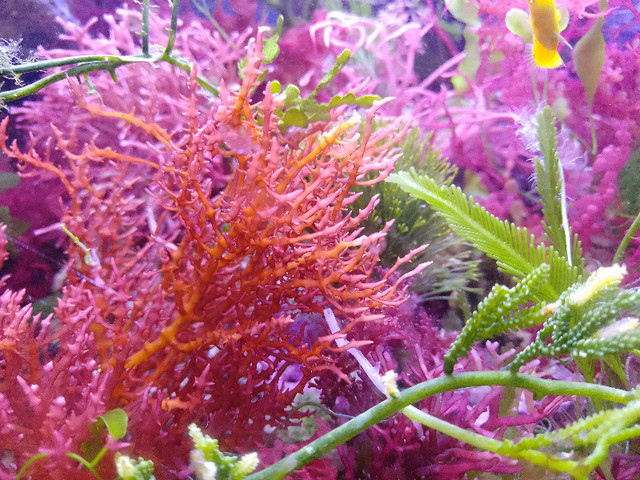 macroalgae garden in Other Pets for Rehoming in Ottawa