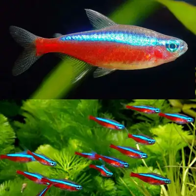 Cardinal / Neon Tetra, View more