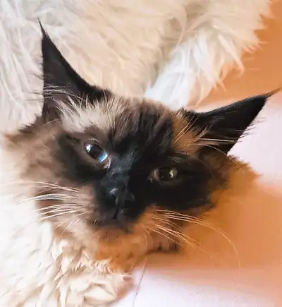 Beautiful Chocolate Point Ragdoll Kitten – Neutered Vaccinated, View more