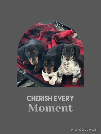 Miniature Dachshund Puppies, View more