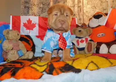 Adorable Chinese Shar - Pei Puppies Sweet & Playful, View more