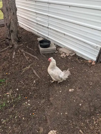 Little chicken needs home, View more
