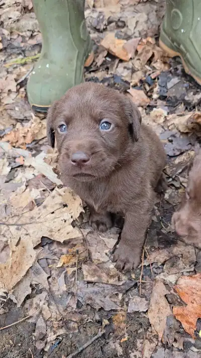 We currently have a litter of puppies!! We have black and chocolate males and females available. Our...