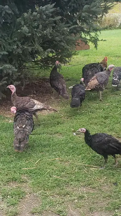 turkeys for sale, View more